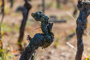 Weinrebe alt und knorig