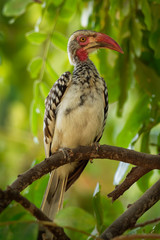 Southern Red-billed Hornbill - Tockus erythrorhynchus rufirostris  family Bucerotidae, which is native to the savannas and dryer bushlands of southern Africa