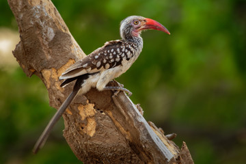 Southern Red-billed Hornbill - Tockus erythrorhynchus rufirostris  family Bucerotidae, which is native to the savannas and dryer bushlands of southern Africa