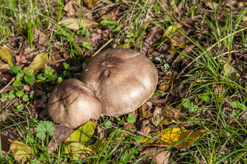 Allassac (Corrèze, France) - Champignons