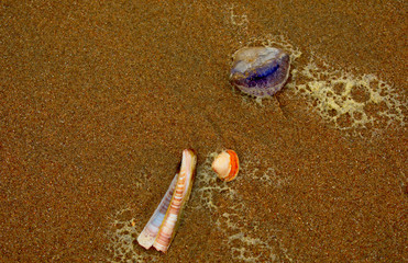 Sea shells on the beach