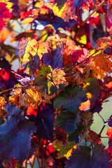 Weinrebe im Herbst