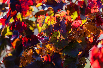 Bunte Blätter im Herbst im Weinberg