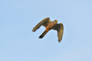 Turmfalke im Flug 