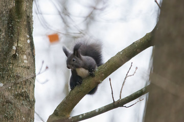 European brown squirrel in winter coat on a branch in the forest
