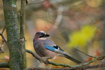 Blue jay on a branch in the forest