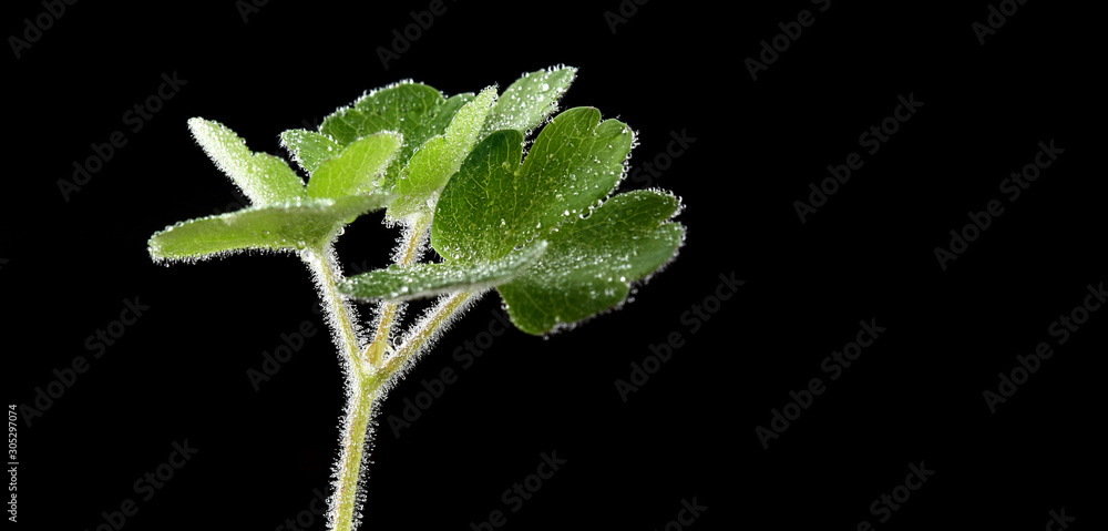 Wall mural green leafs with water drop in black background