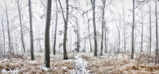 Forest covered with glaze ice,snow and rime during foggy conditions. Oak trees, woodland, winter landscape. Can be used as christmas image. Panoramic image.  .