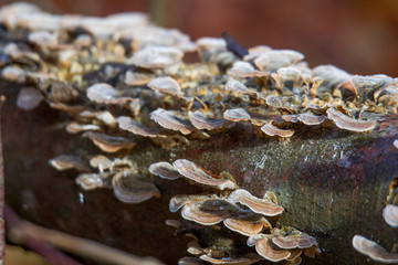 Mushrooms at their natural location in the forest