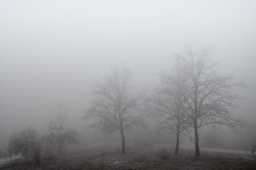 Obraz na płótnie Canvas Mysterious winter foggy landscape. Isolated solitary broad leaf trees in fog, gloomy landscape, glaze ice and rime . .