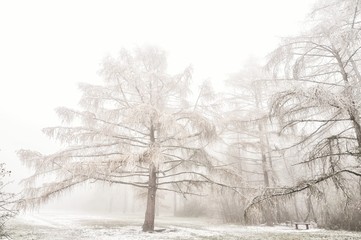 Mysterious winter foggy landscape. Larch tree in fog, gloomy landscape, glaze ice and rime . .