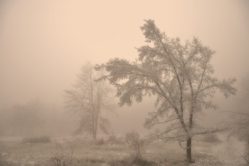 Obraz na płótnie Canvas Mysterious winter foggy landscape. Isolated solitary broad leaf trees in fog, gloomy landscape, glaze ice and rime . .