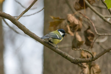 great tit on a branch