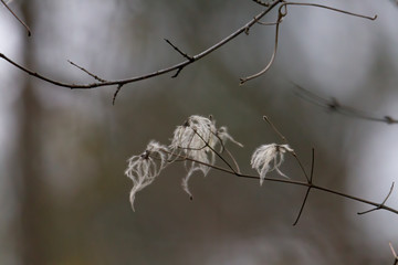 Seed of a clematis in autumn