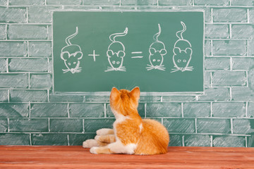 Educational funny concept about red Cat studied mathematics an example of addition of mice