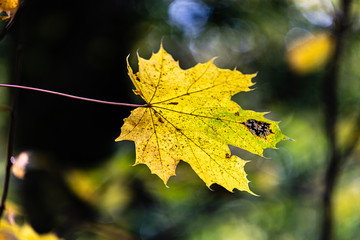 Ahornblatt im Herbst