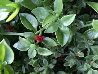 Flor roja entre el verde de las hojas