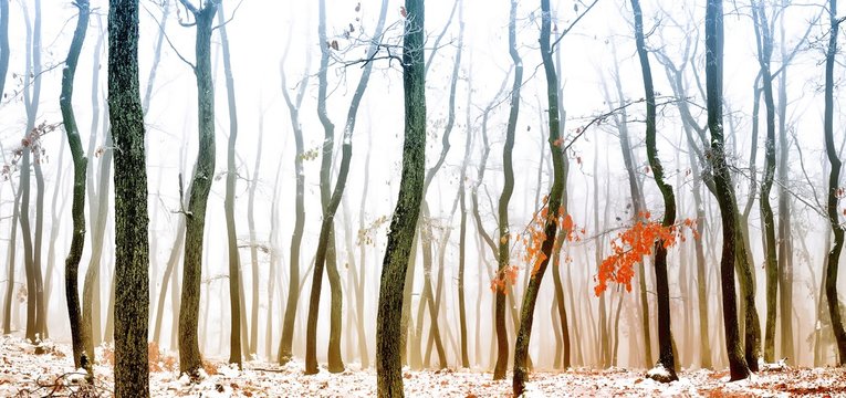 Forest covered with glaze ice,snow and rime during foggy conditions. Oak trees, red leafs,woodland, winter landscape. Can be used as christmas image. Panoramic image. Czech republic,Europe.  .