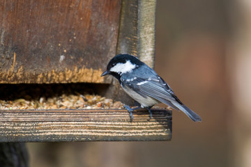 Coal Tit on a branch