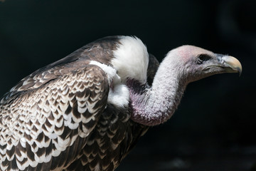 Rüppell's griffon vulture (Gyps rueppelli)