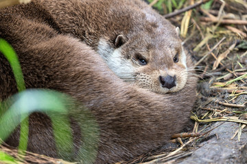 Resting Eurasian otter (Lutra lutra)