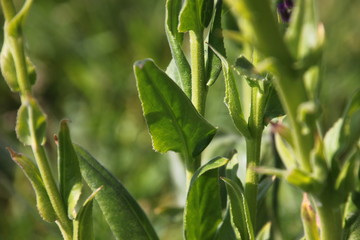 Dame's Rocket ( Hesperis matronalis ) close-up with green leaves and hairy stems in the garden