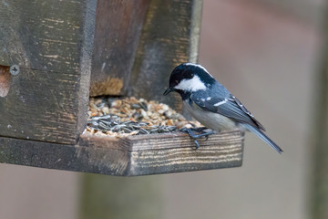 Coal Tit on a branch