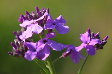 Blooming Dame's Rocket ( Hesperis matronalis ) close-up with violet blossoms in the garden