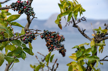 Sea, mountain landscape. The sea and mountains, mountain vegetation, the fruits of pistachio dupes.