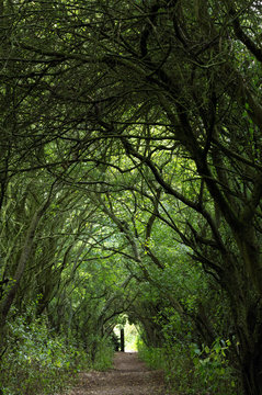 A path in autumn with a covering of fallen leaves, shaded by a tunnel of trees and growth