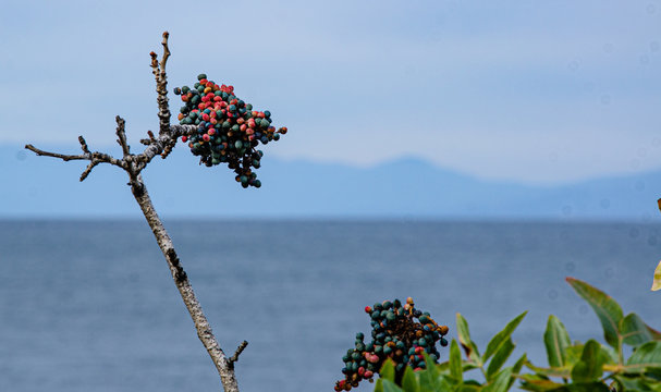 Sea, mountain landscape. The sea and mountains, mountain vegetation, the fruits of pistachio dupes.