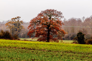Naklejka premium threes in the filed in foggy day