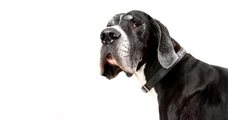 german dogge. portrait of a hue dog on white background