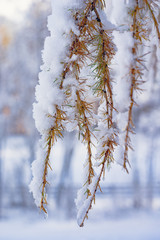 branch of a tree in winter covered in snow and ice