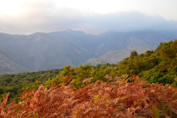 Fototapeta premium Albanian landscape with fern, olive trees and mountains.