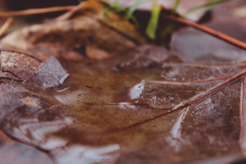 Water puddled on a fall leaf