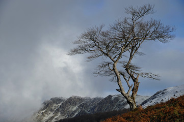 Arbre de montagne