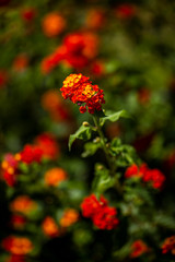 The Bush Lantana Camara cultivar