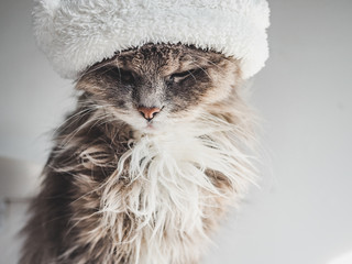 Young, charming kitty in a white wool hat sitting on step on a sunny, spring morning. Close-up, isolated background. Studio photo. Concept of care, education, training and raising of animals