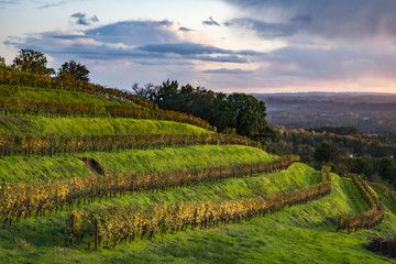 Fototapeta premium Allassac (Corrèze, France) - Vignoble de la Chartroulle