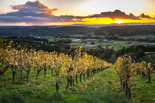 Allassac (Corrèze, France) - Vignoble de la Chartroulle