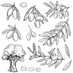 Hand drawn olive, branches with fruits. Vector sketch illustration.