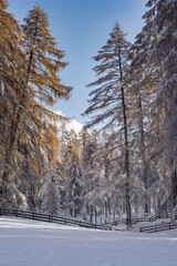 winter wonderland forest with trees and snow