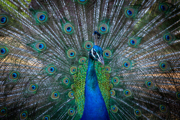Fototapeta na wymiar peacock flared tail feathers blue peafowl beautiful bird of the wildlife nature