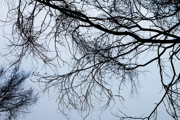 branches of tree against blue sky