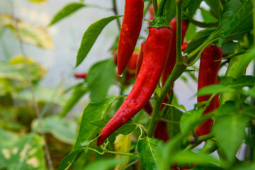 Chili peppers in the greenhouse. Homegrown organic food, chili peppers ripening in garden.