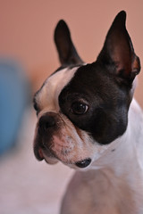 Portrait of a Boston terrier, serious attitude and deep view