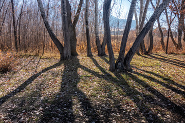 Fototapeta premium Trees and Shadows
