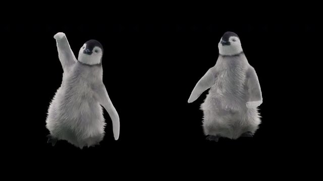 Penguin Zoo CG fur 3d rendering animal realistic CGI VFX Animation Loop Crowd dance composition 3d mapping cartoon Motion Background,(with Alpha Channel)