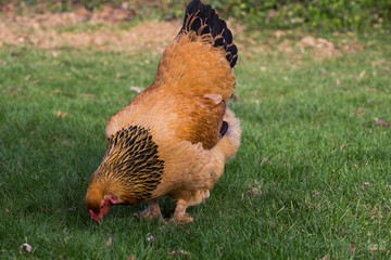 Buff Brahma Chicken Hen